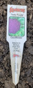 Purple Cauliflower