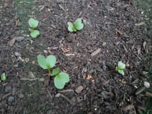 Radish Germinating