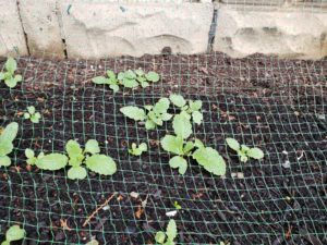 Radish Plant Seedlings