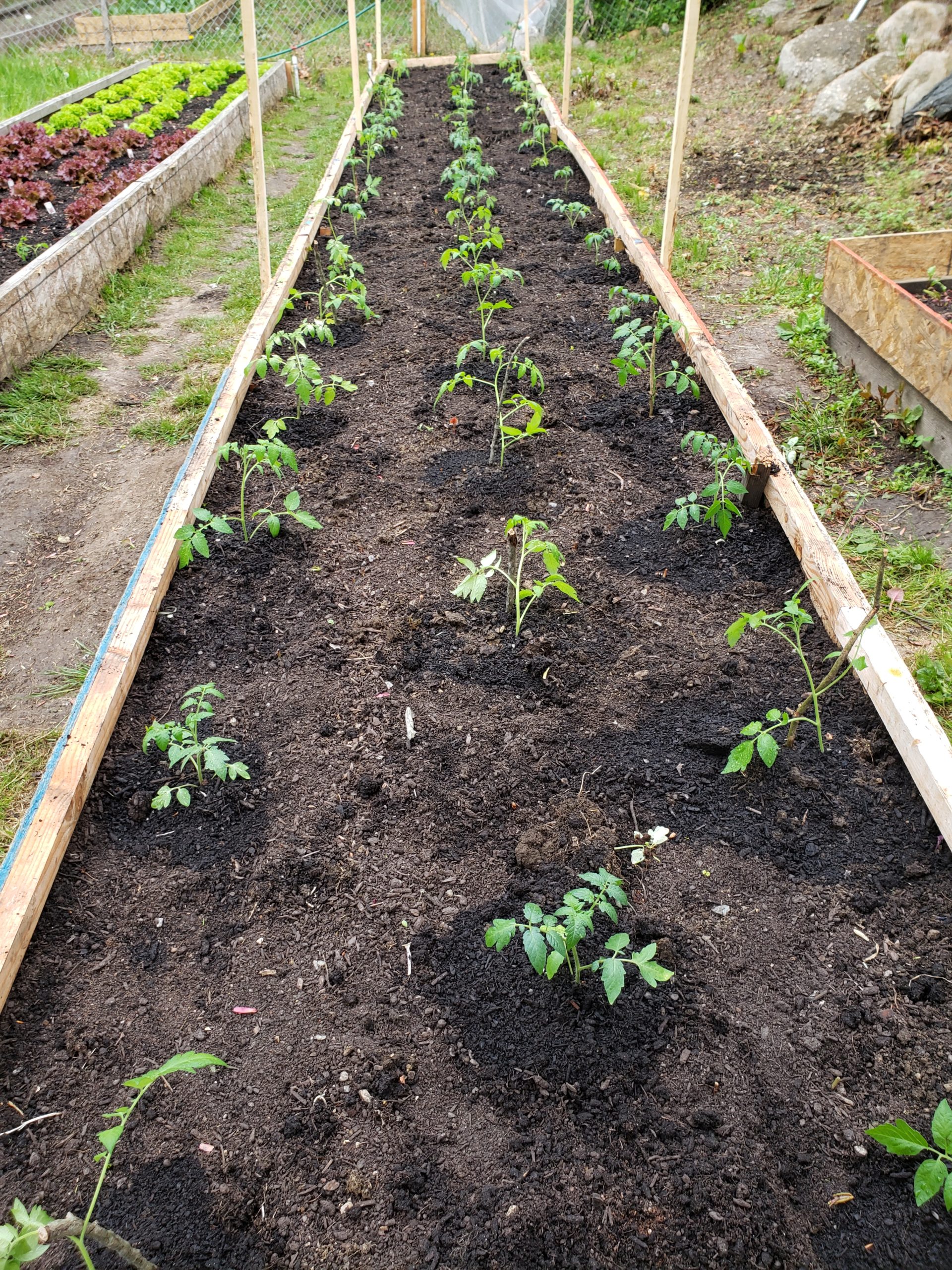 Two month old tomato plants