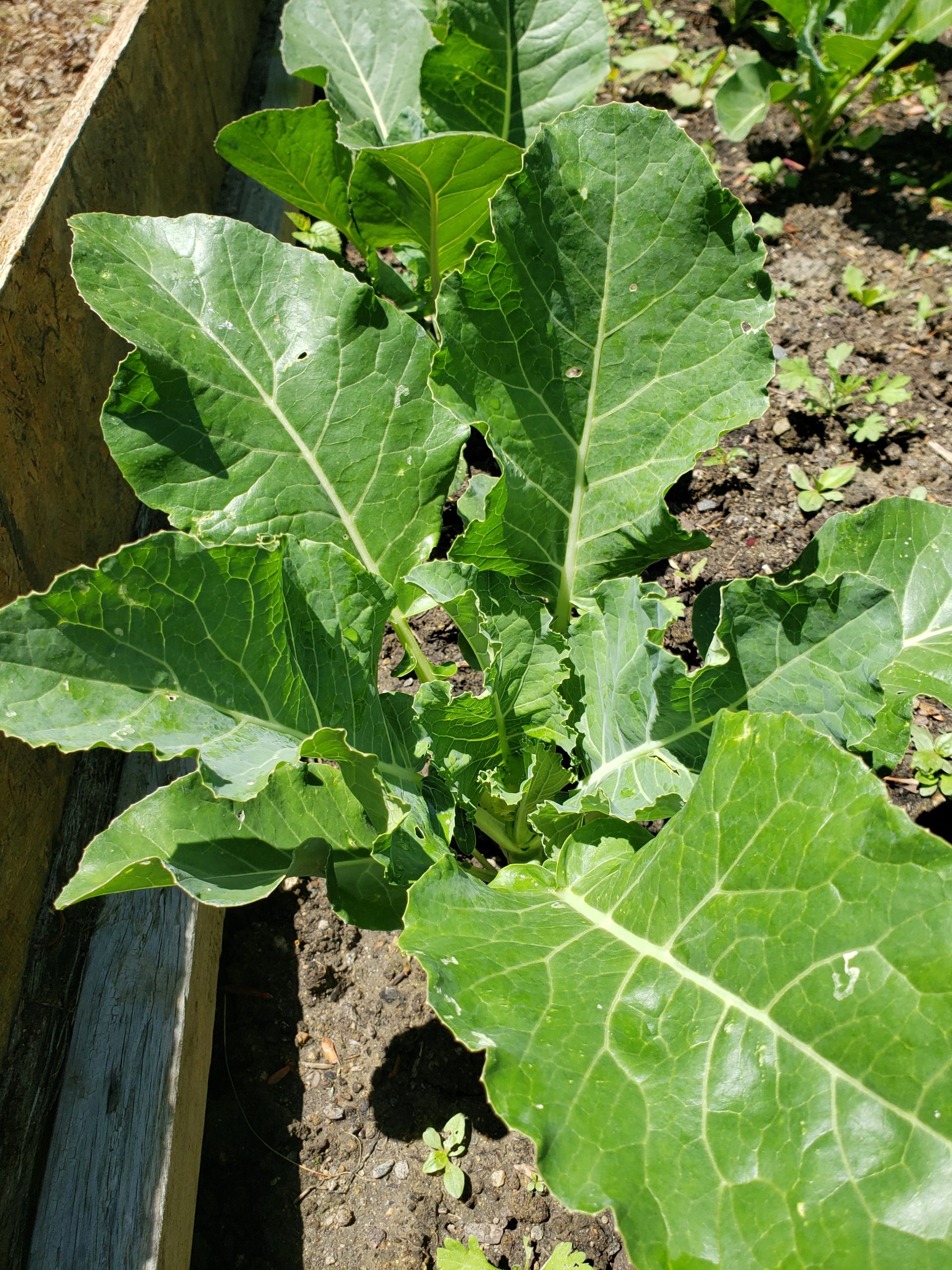 Cauliflower plant