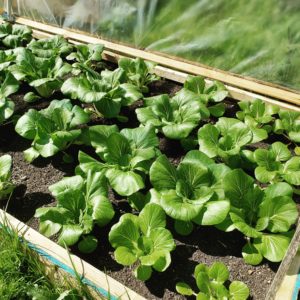 Pak Choi