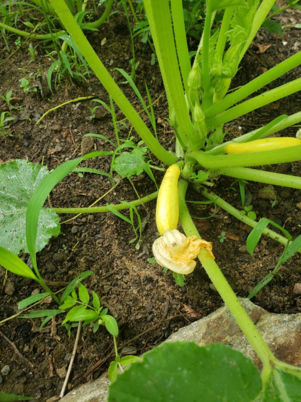 Yellow Squash