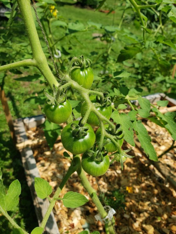 Abe Lincoln Tomatoes