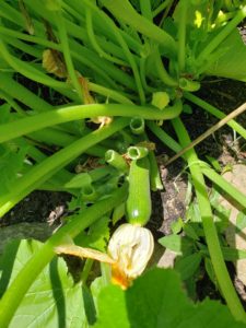 Zucchini
