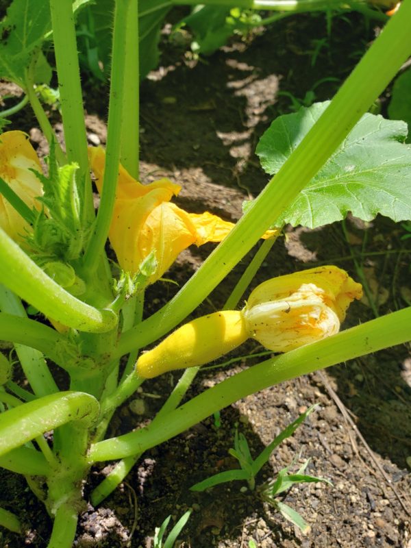 Yellow Squash