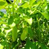 Trinidad Pimento Pepper