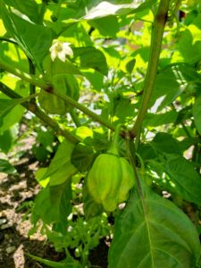Scotch bonnet