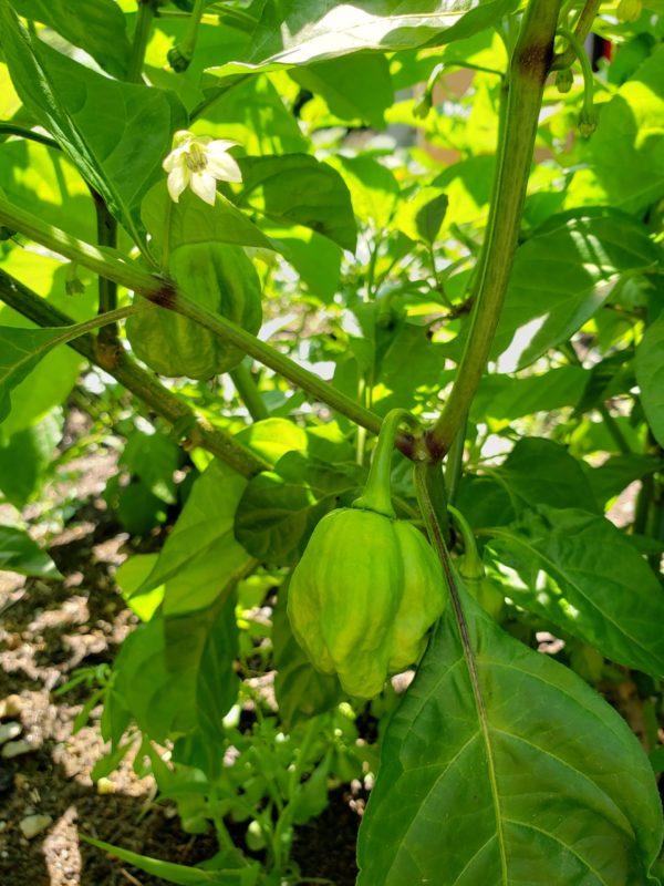 Scotch bonnet
