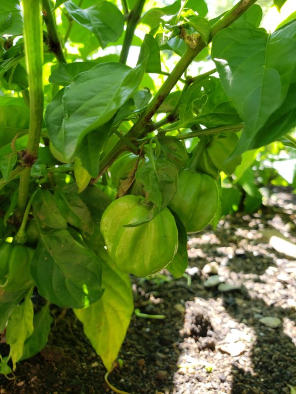 Scotch bonnet