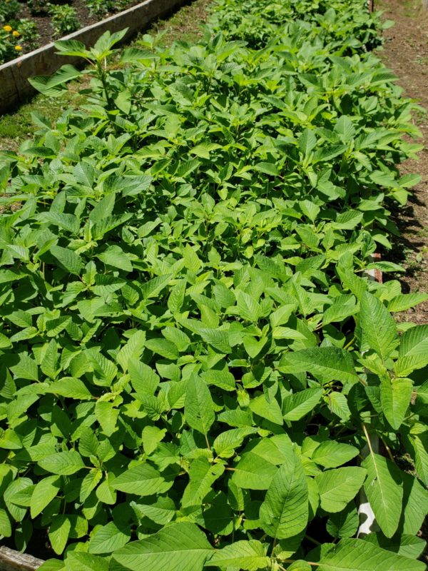 Callaloo