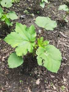 Okra