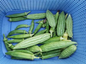 Bitter Melon