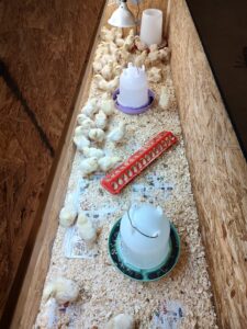 1 week old chicks