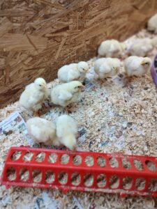 broilers
